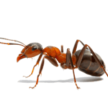fourmis charpentière