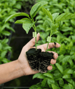 plantulas injertadas, combinan características mejorando productividad y desarrollo