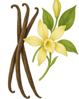 vanilla illustration