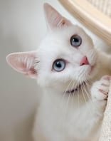 Chat blanc détendu pendant une visite de cat sitting à Marrakech – KittySitter Marrakech