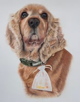 Realistic coloured pencil drawing of a spaniel