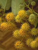 Uncaria tomentosa - Griffe de chat