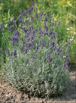 Lavande - Lavandula angustifolia