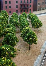 Citrus grove in model train layout