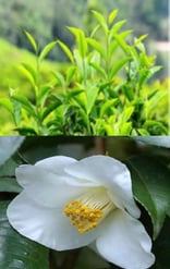 Camellia sinensis - Thé vert