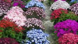plantes des rameaux, ciméraire des rameaux, livraison gratuite sur tombeen maine et loire et mayenne