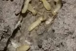 Termite Control Auburn Ga