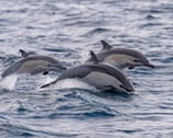 Common Dolphins in Madeira