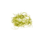 Chaetomorpha sp.