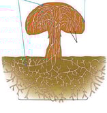 Champignon multicellulaire - structure