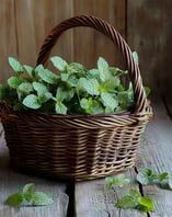 Fragrance menthe poivrée