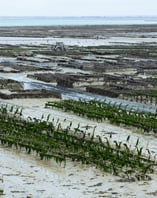 a large amount of plants and water in a field