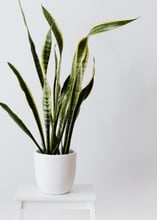 Planta sanseviera en una maceta blanca encima de un mueble blanco
