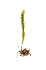 Caulerpa scalpelliformis