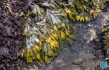 Mastocarpus papillatus & Fucus distichus, California