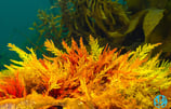 Tasmanian red algae