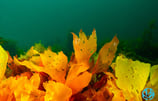 Tasmanian red algae