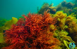 Tasmanian red algae