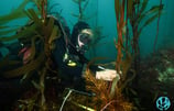 Institute for Marine and Antarctic Studies