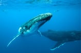 Ballenas en Tonga