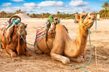 Camellos en el desierto, Túnez