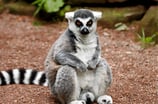 Lemur en Madagascar