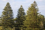 Pinos de la Isla Norfolk