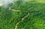 Río Congo rodeado de bosque