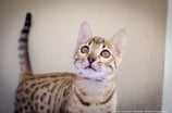 Nouvelle aquitaine photographie animaux