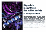 PESTICIDES DEGRADE ACIDES AMINES PROTÉINES
