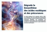 PESTICIDES DEGRADE BIOSYTHÈSE DES ACIDES NUCLÉIQUES