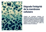 PESTICIDES DEGRADE MEMBRANE CELLULAIRE