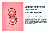 PESTICIDES DEGRADE DIVISION CELLILAIRE ET CYTOSQUELETTE