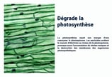 PESTICIDES DEGRADE LA PHOTOSYNTHESE