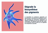 PESTICIDES DEGRADE BIOSYNTHÈSE