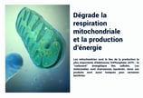 PESTICIDES DEGRADE RESPIRATION MUTOCHONDRIALE PRODUCITON ÉNERGIE