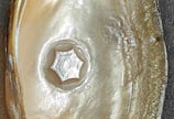 "Approx 10mm glossy white flower-shaped designer cultured pearl-using nucleus implantation-for export compliance"
