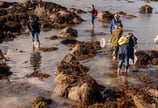 pêche à pieds en normandie cotentin
