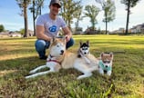 Dr. Meyers siberian huskies