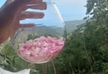 petalos-de-rosas-para-aceites-esenciales