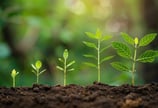 a group of young plants growing in the soil