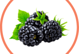 Go Blackberry Picking