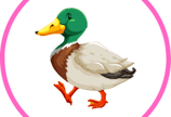 Feed the Ducks