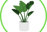 Buy some Indoor Plants