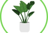 Buy some Indoor Plants