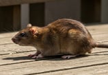 rat dans le jardin
