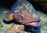 Dusky Grouper at Garajau Dive Reserve