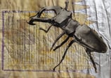 vintage scarabeo