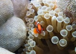 coral coron palawan philippines