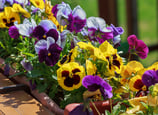 plantes, fleurs, livraison gratuite tombe, cimetiere Sepulture49